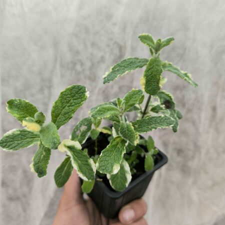 Menthe Ananas