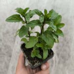 Menthe Basilic - Le Jardin Du Crapaud Fou