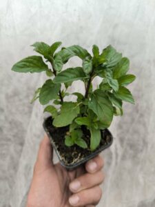 Menthe Basilic - Le Jardin Du Crapaud Fou