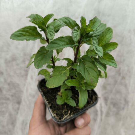Menthe Basilic