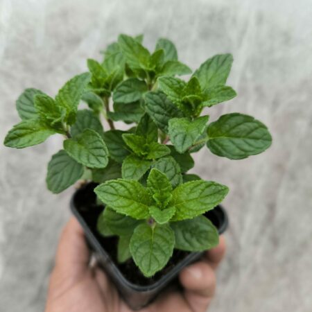 Menthe Cassis