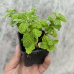 Menthe Caramel - Le Jardin Du Crapaud Fou