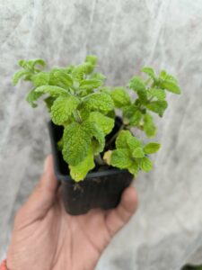 Menthe Caramel - Le Jardin Du Crapaud Fou
