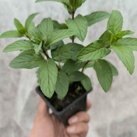 Menthe Chocolat