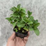 Menthe Citron - Le Jardin Du Crapaud Fou