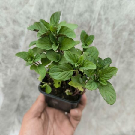 Menthe Citron