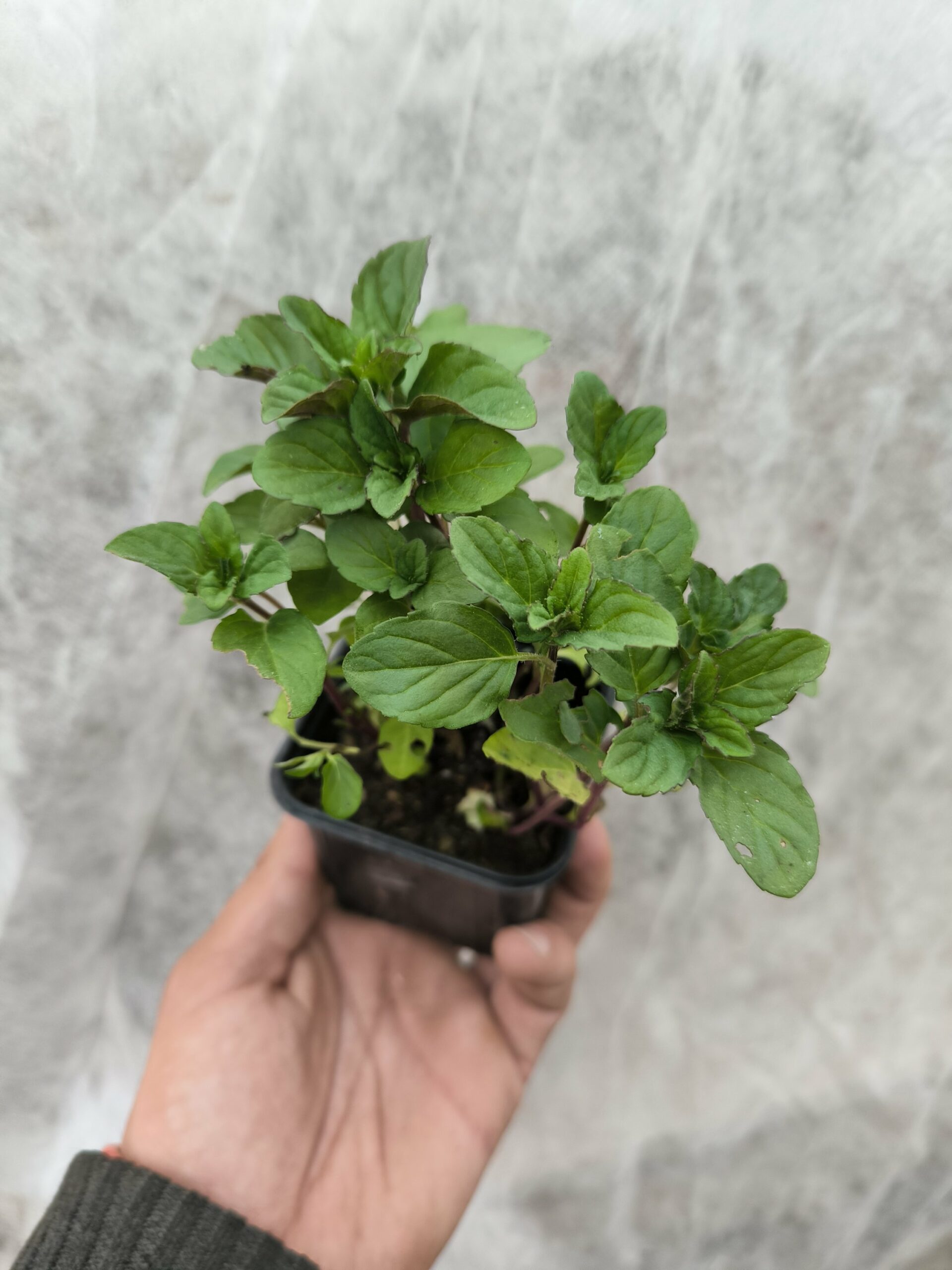 Menthe Citron