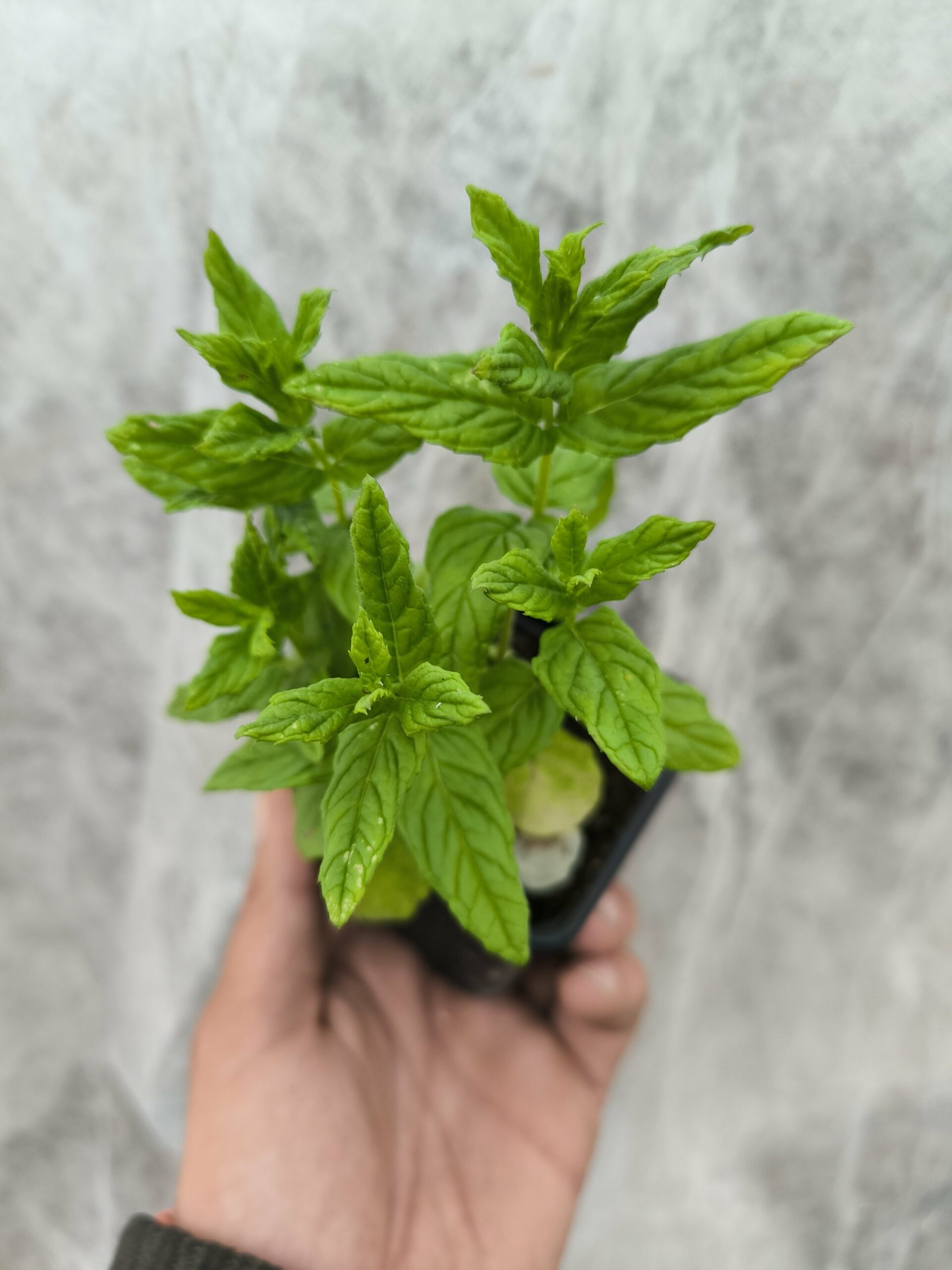 Menthe Crispée