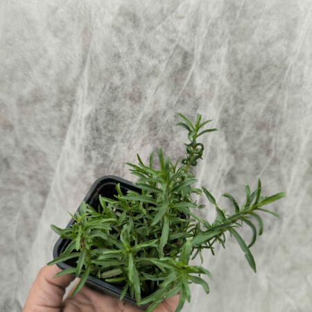 Menthe des Cerfs