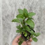 Menthe Eau de Cologne - Le Jardin Du Crapaud Fou