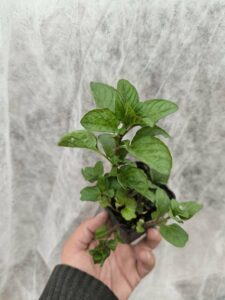 Menthe Eau de Cologne - Le Jardin Du Crapaud Fou