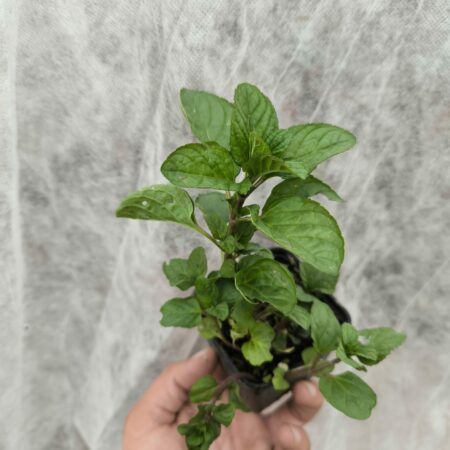 Menthe Eau de Cologne