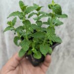 Menthe Fraise - Le Jardin Du Crapaud Fou