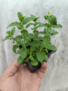 Menthe Fraise - Le Jardin Du Crapaud Fou