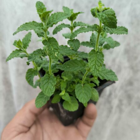 Menthe Fraise