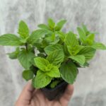 Menthe Gingembre - Le Jardin Du Crapaud Fou