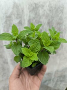 Menthe Gingembre - Le Jardin Du Crapaud Fou