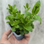 Menthe Hollywood