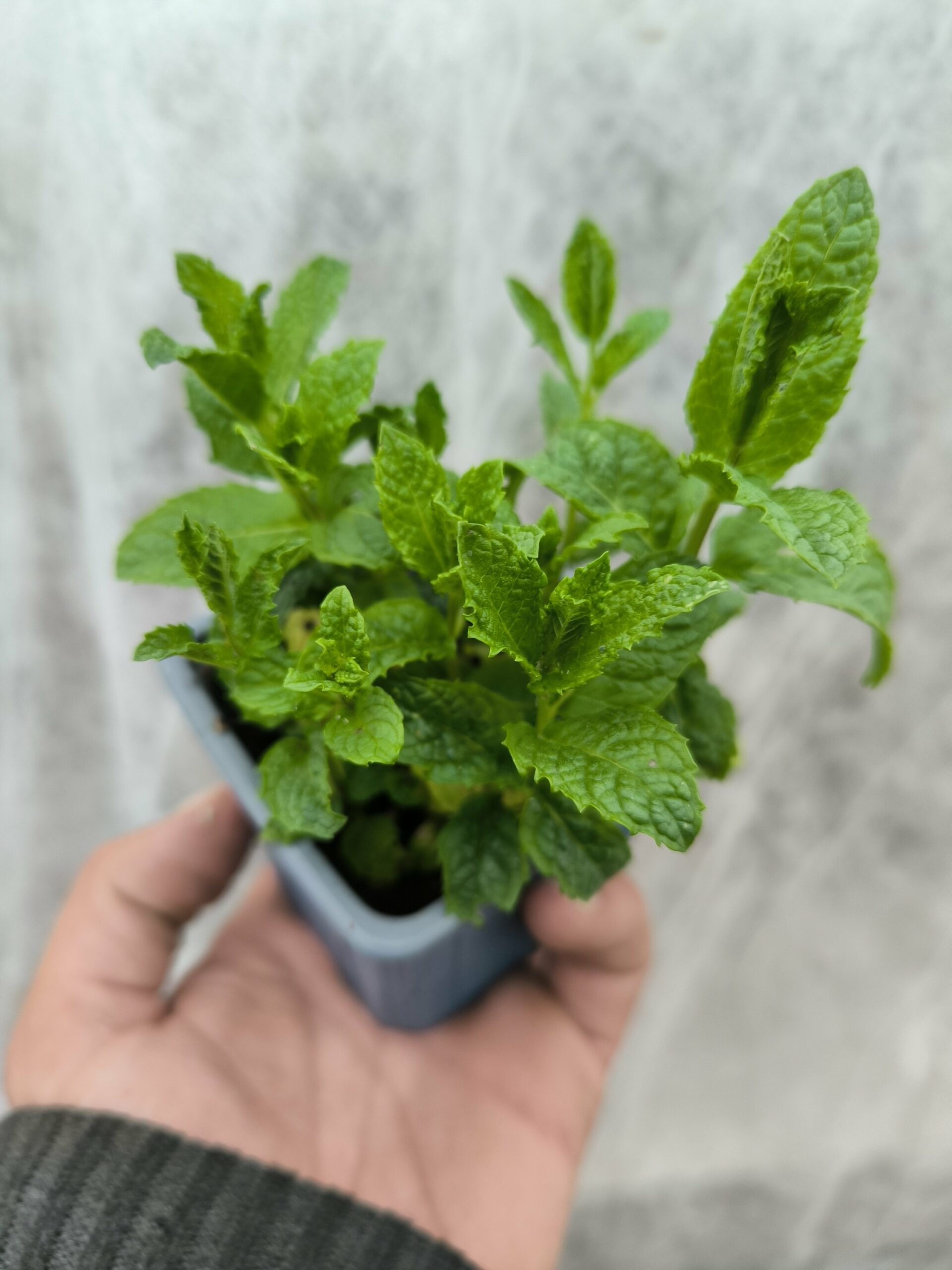 Menthe Hollywood