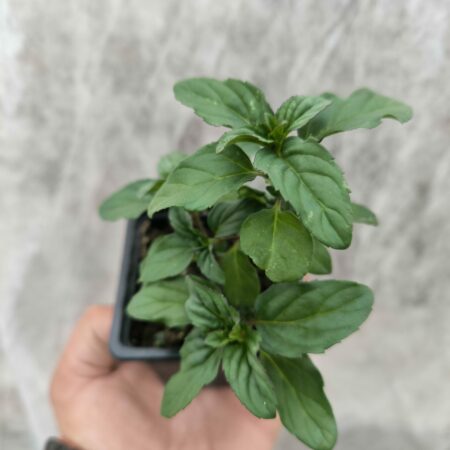 Menthe Lavande