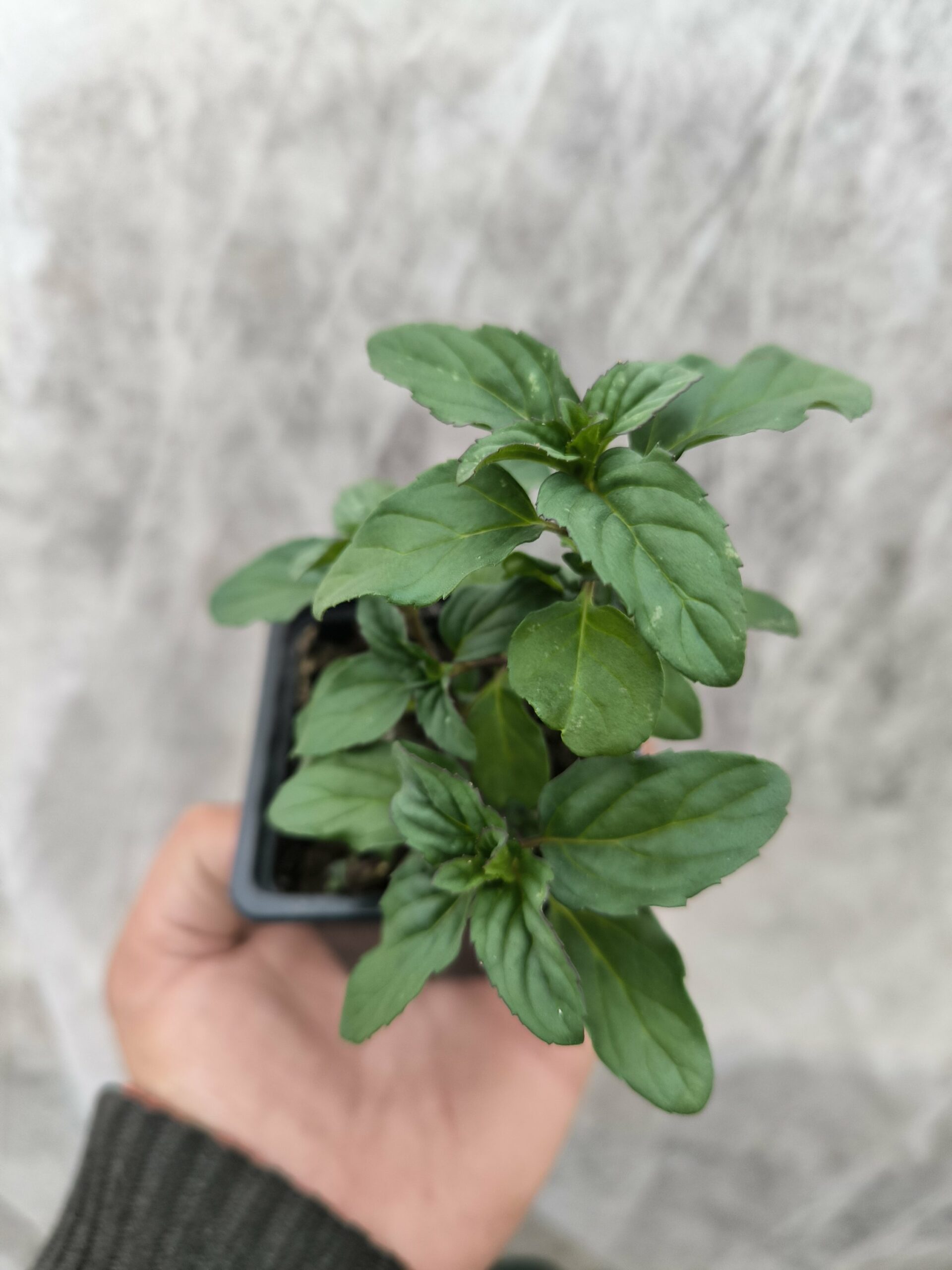 Menthe Lavande