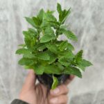 Menthe Marocaine