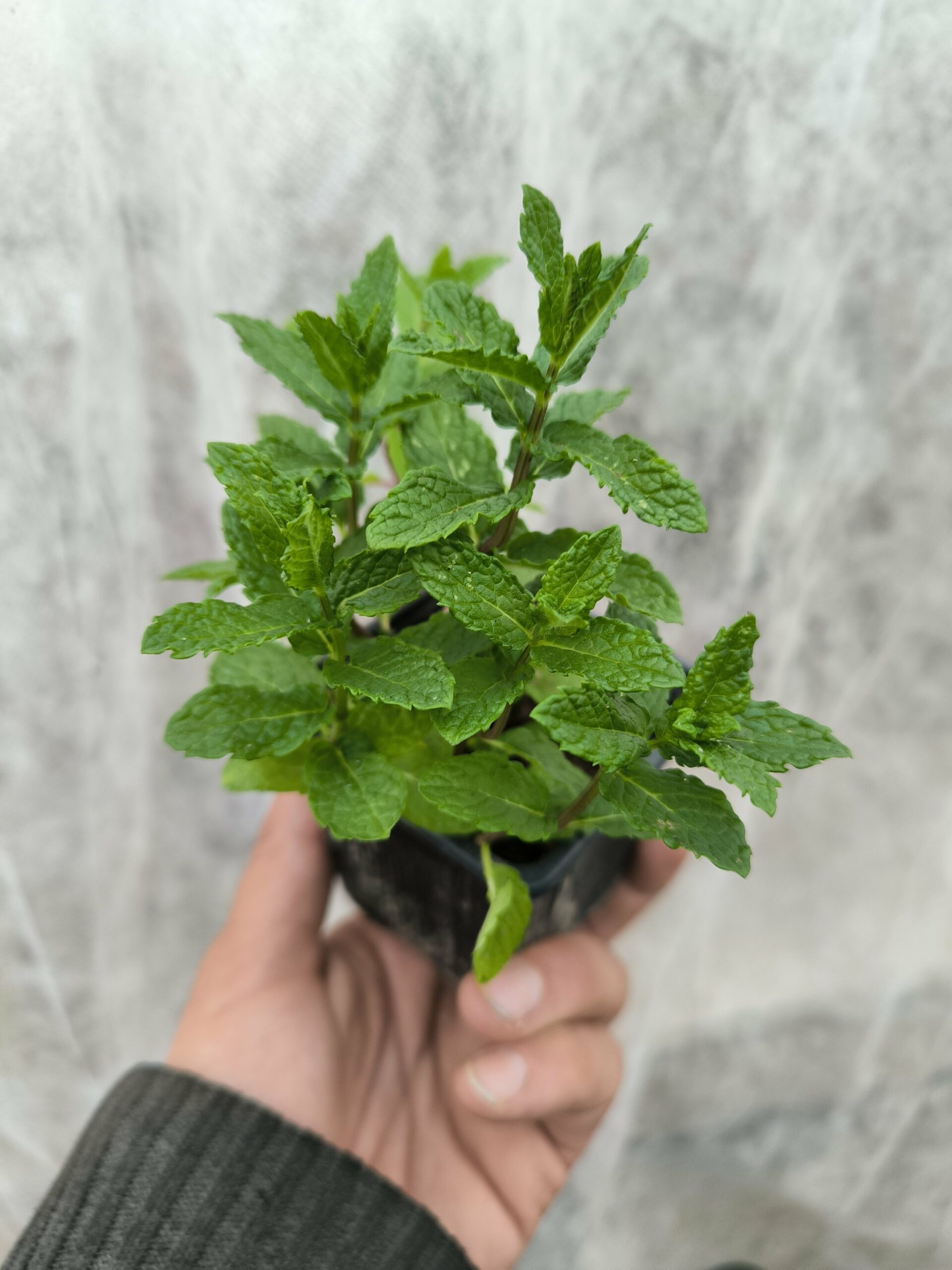 Menthe Marocaine