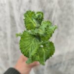 Menthe Mojito