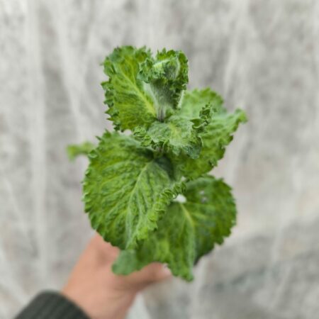 Menthe Mojito