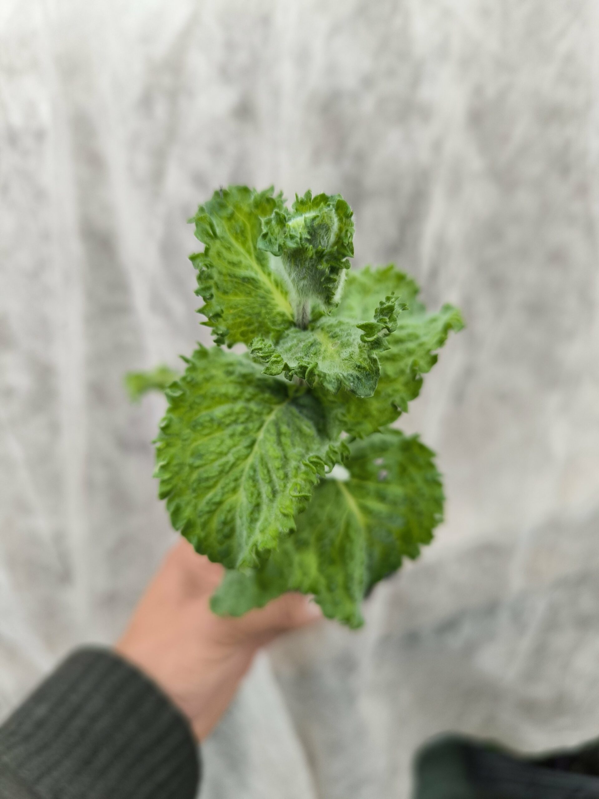 Menthe Mojito