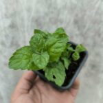 Menthe Pamplemousse - Le Jardin Du Crapaud Fou