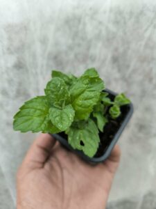Menthe Pamplemousse - Le Jardin Du Crapaud Fou