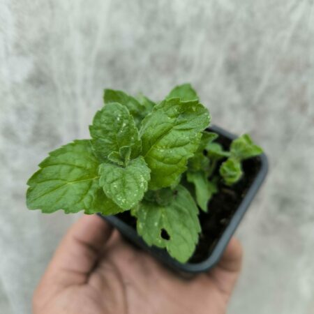 Menthe Pamplemousse