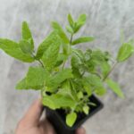 Menthe Pomme - Le Jardin Du Crapaud Fou