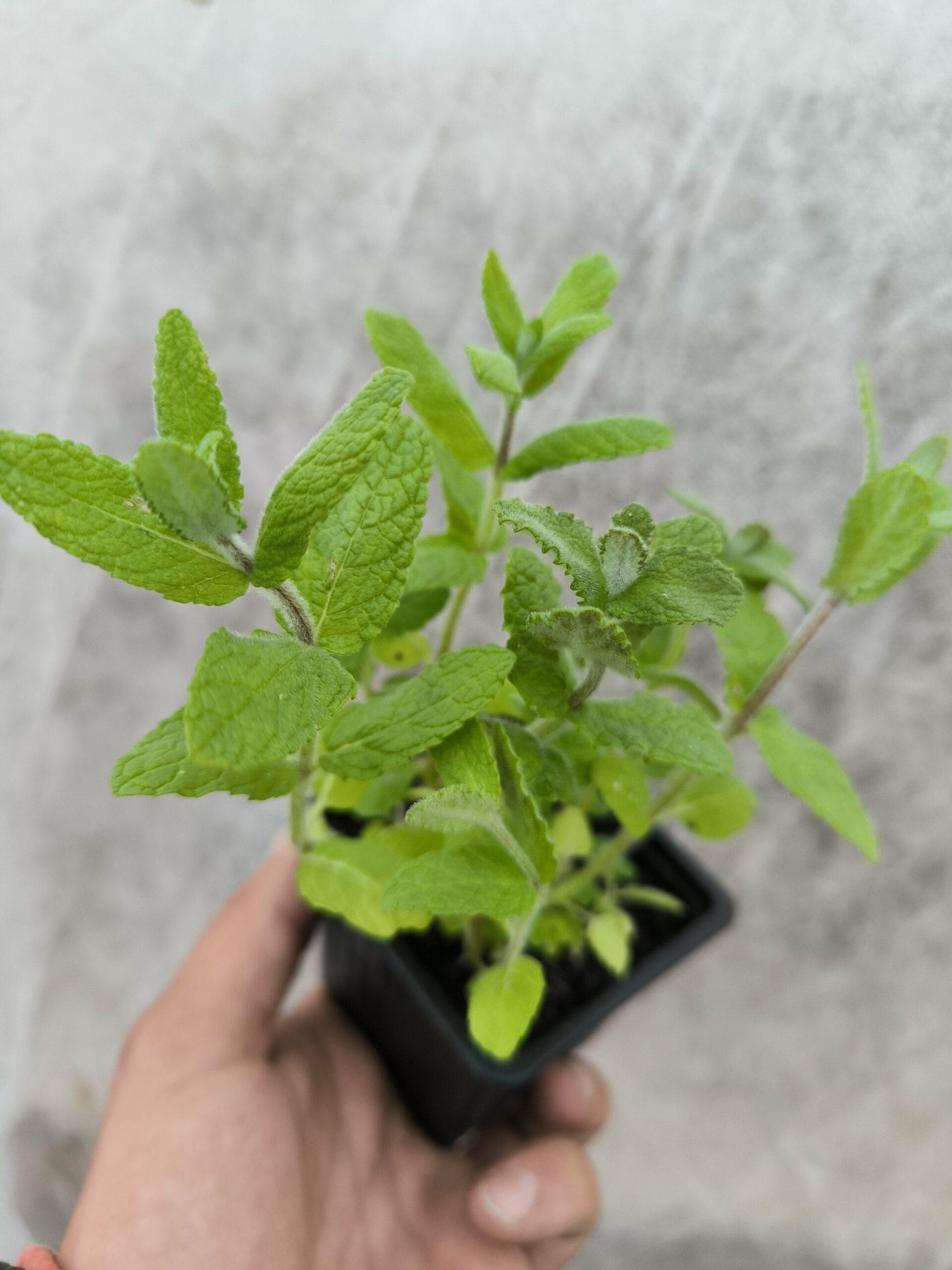 Menthe Pomme