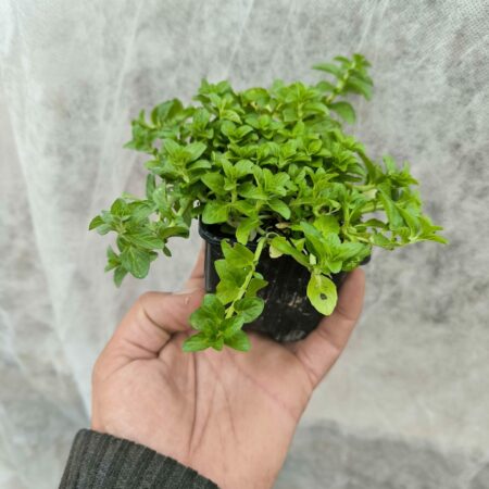 Menthe Pouliot