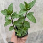 Menthe Réglisse - Le Jardin Du Crapaud Fou