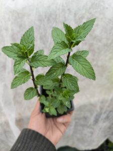 Menthe Réglisse - Le Jardin Du Crapaud Fou