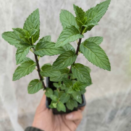 Menthe Réglisse
