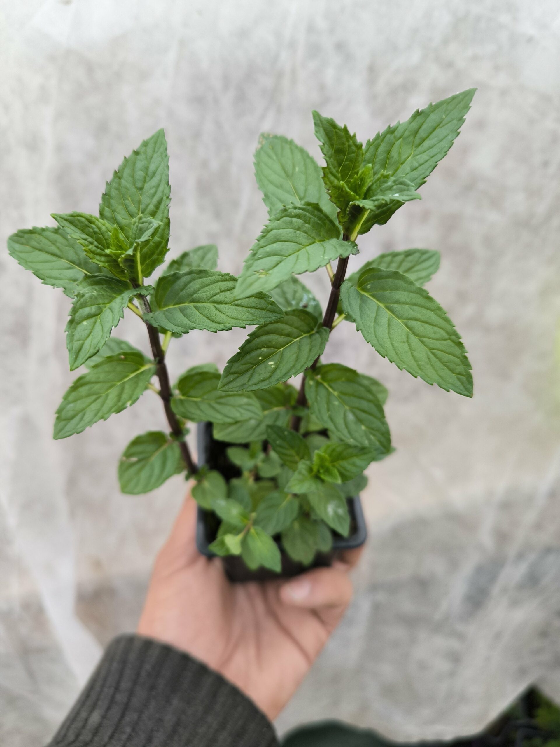 Menthe Réglisse