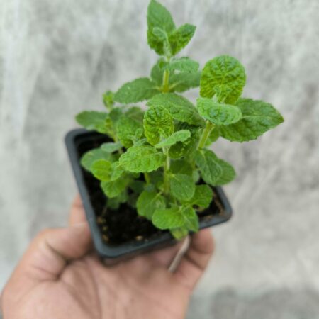 Menthe Vanille