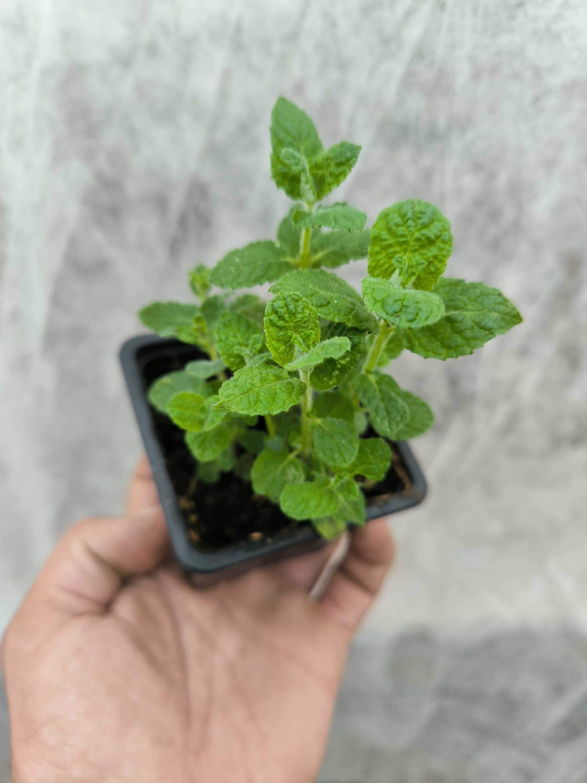 Menthe Vanille