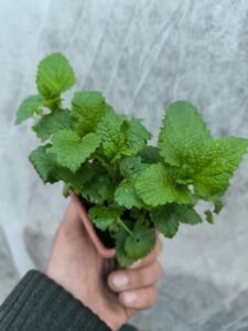 Mélisse Citronelle - Le Jardin Du Crapaud Fou
