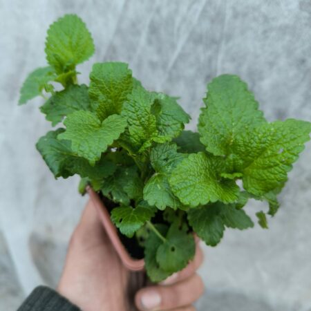 Mélisse Citronnée