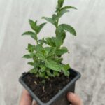 Menthe Poivrée- Le Jardin Du Crapaud Fou