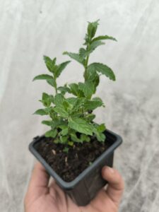 Menthe Poivrée- Le Jardin Du Crapaud Fou