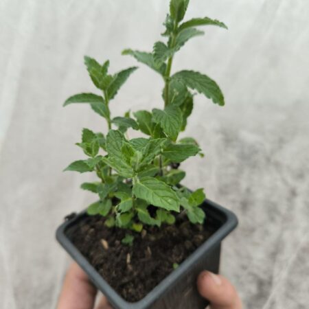 Menthe Banane