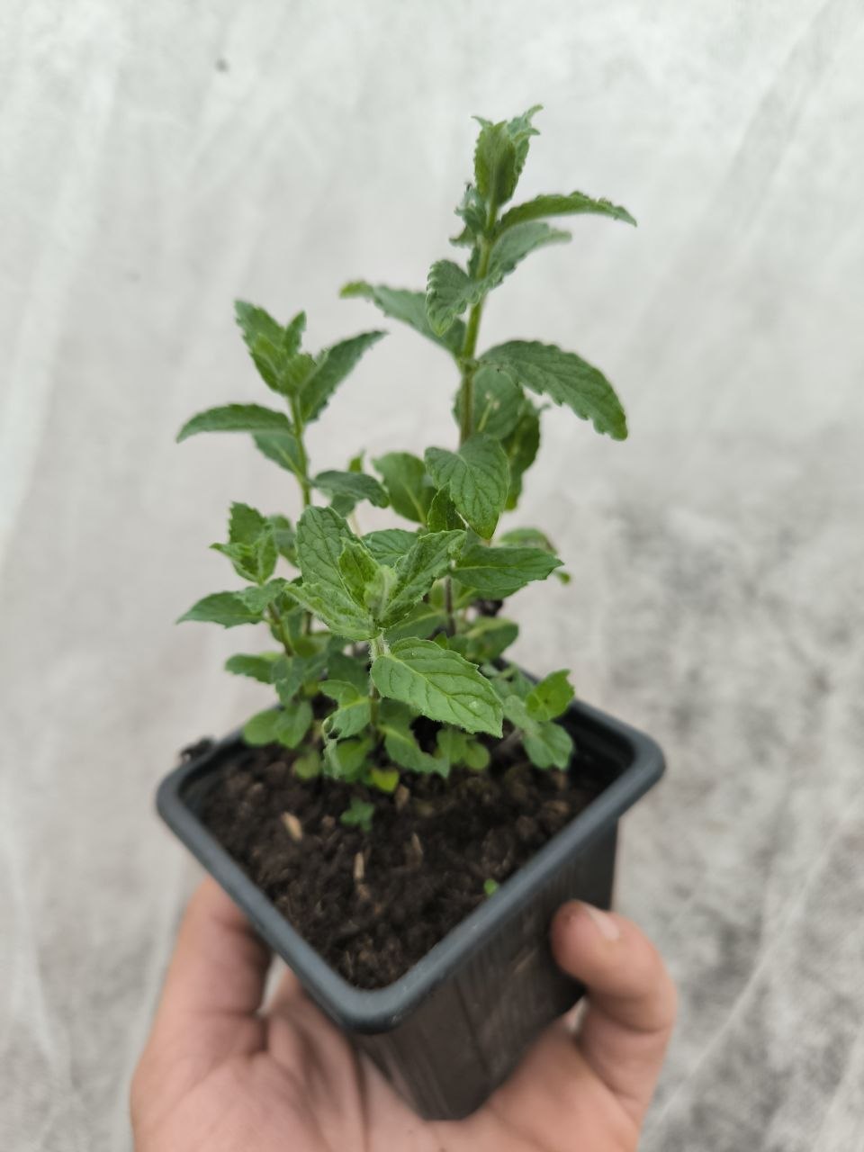 Menthe Bergamote