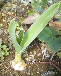 Ail Elephant - Le Jardin du Crapaud Fou