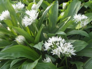 Ail des Ours - Le Jardin du Crapaud Fou